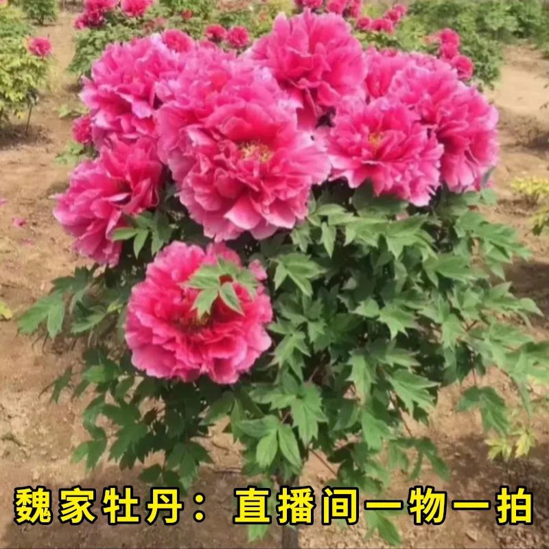 【一物一拍】洛阳观赏牡丹花苗 耐寒阳台盆栽庭院种植