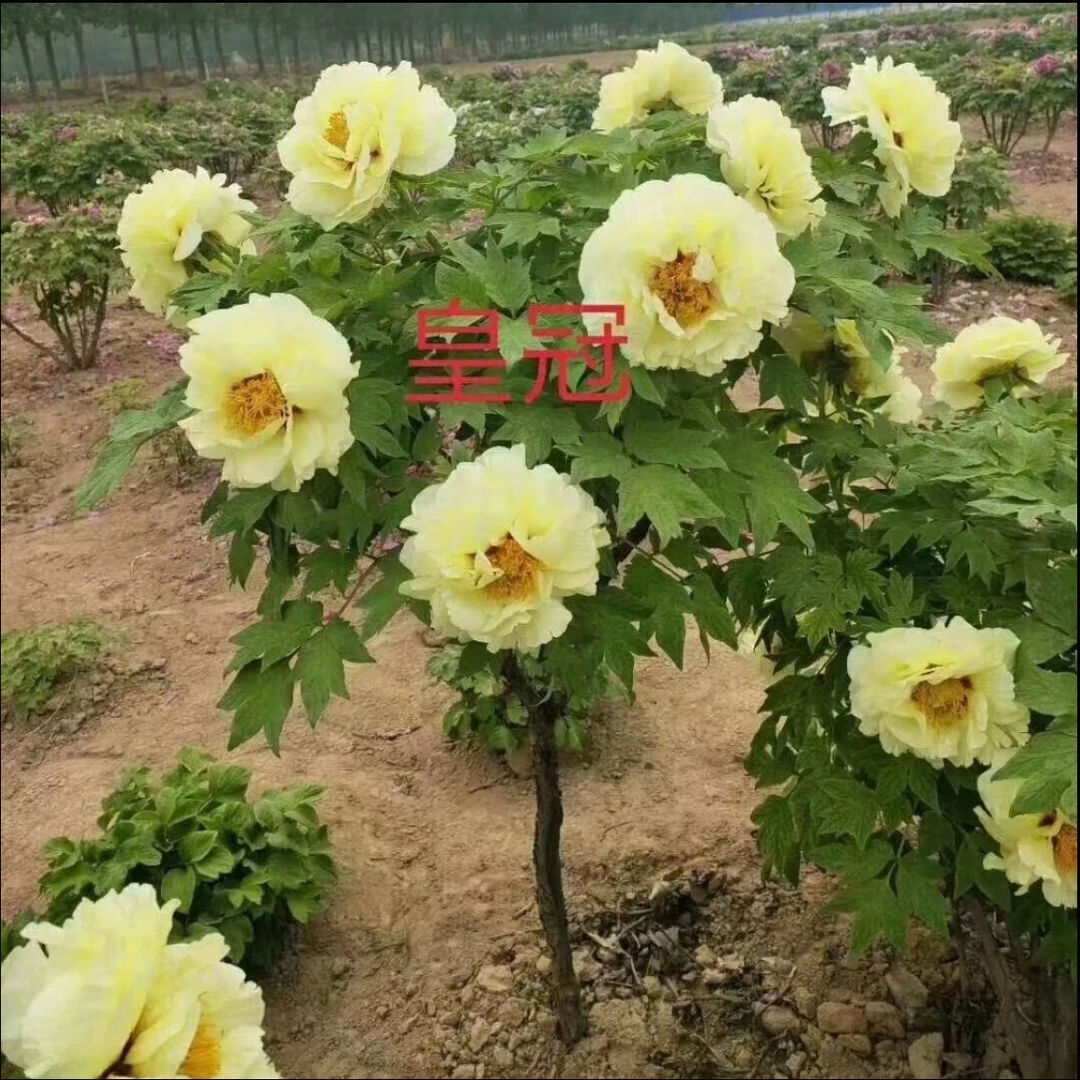 【皇冠独杆牡丹树】黄色系千层重瓣大花带土球发货 顺丰包邮