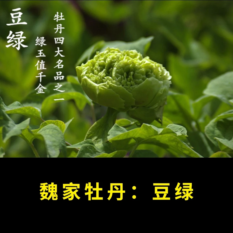 【豆绿牡丹】绿色系盆栽牡丹 原盆原土春季开花带盆发货
