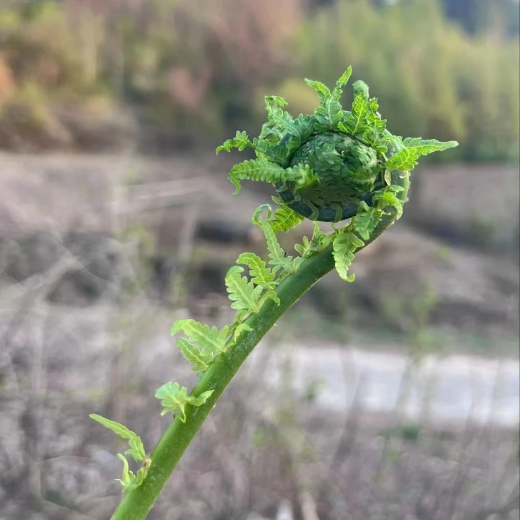 黑龙江小兴安岭野生黄瓜香 又名广东菜