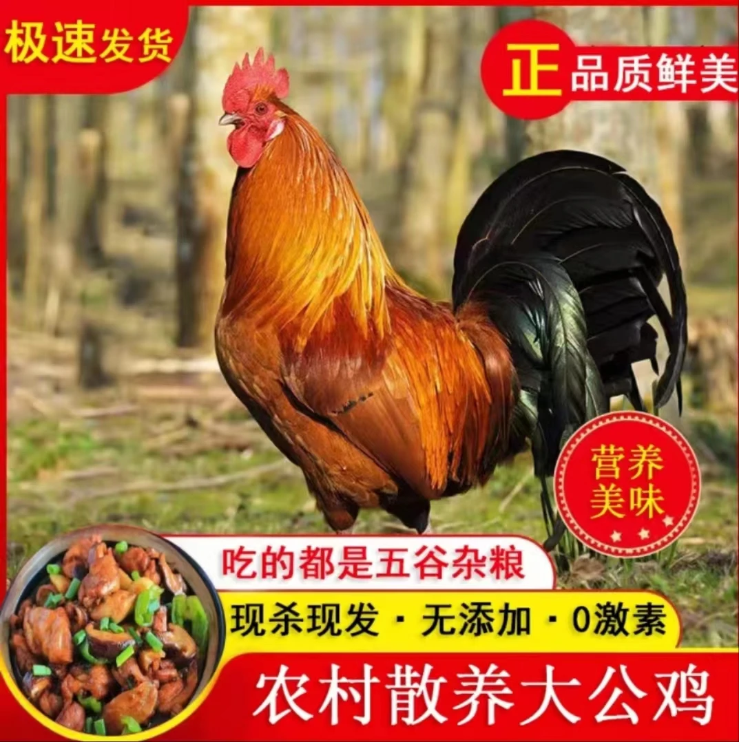 农村散养大公鸡 纯粮喂养无饲料 农村小笨鸡2斤以上