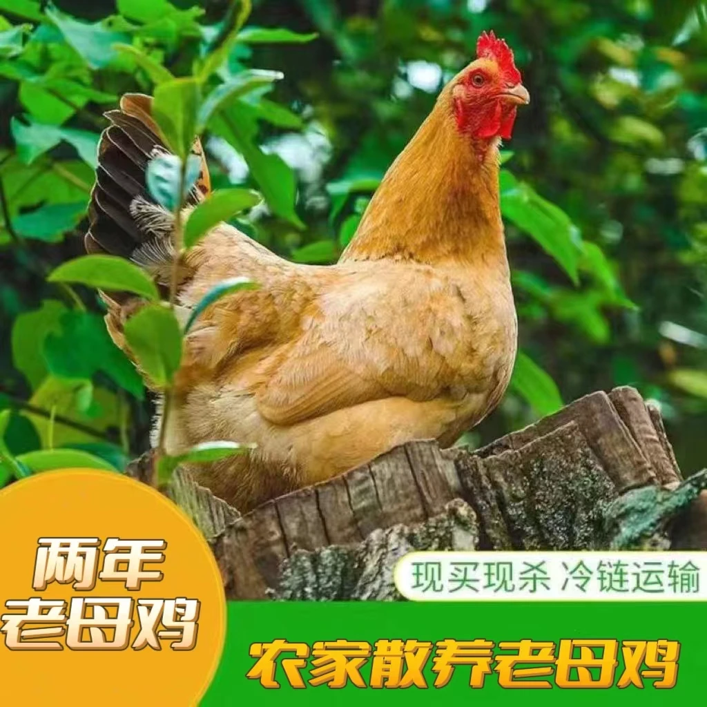 【鸡哥】放养黄油老母鸡   拍一发三  净重共6斤