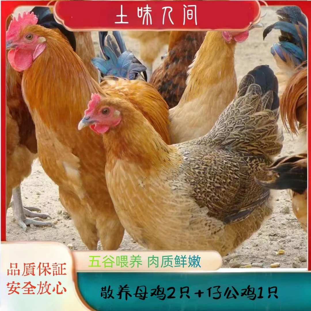 【凤巢】 放养黄油老母鸡2只 土公鸡1只  3只毛重11斤净重共7斤多