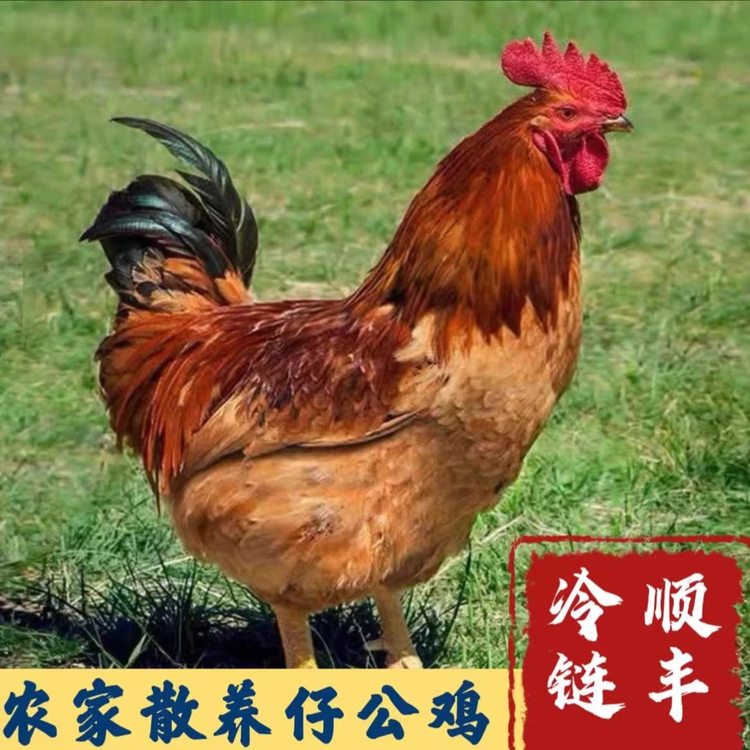 【小丽家】放养土公鸡仔公鸡 毛重4只12斤左右 净重4只8-9斤