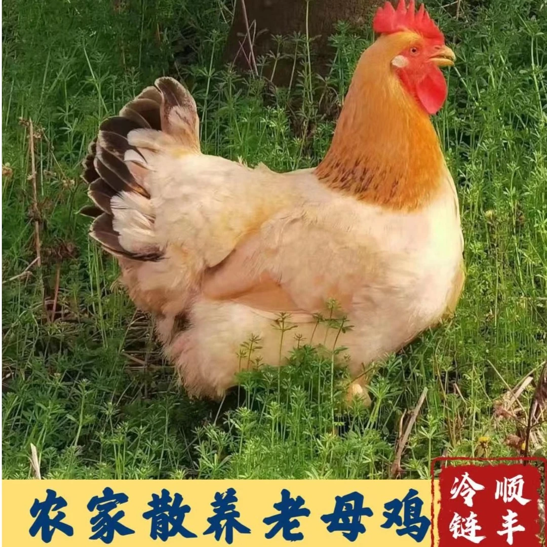 【小刘家】林间放养黄油老母鸡   净重4只共7斤左右  顺丰包邮