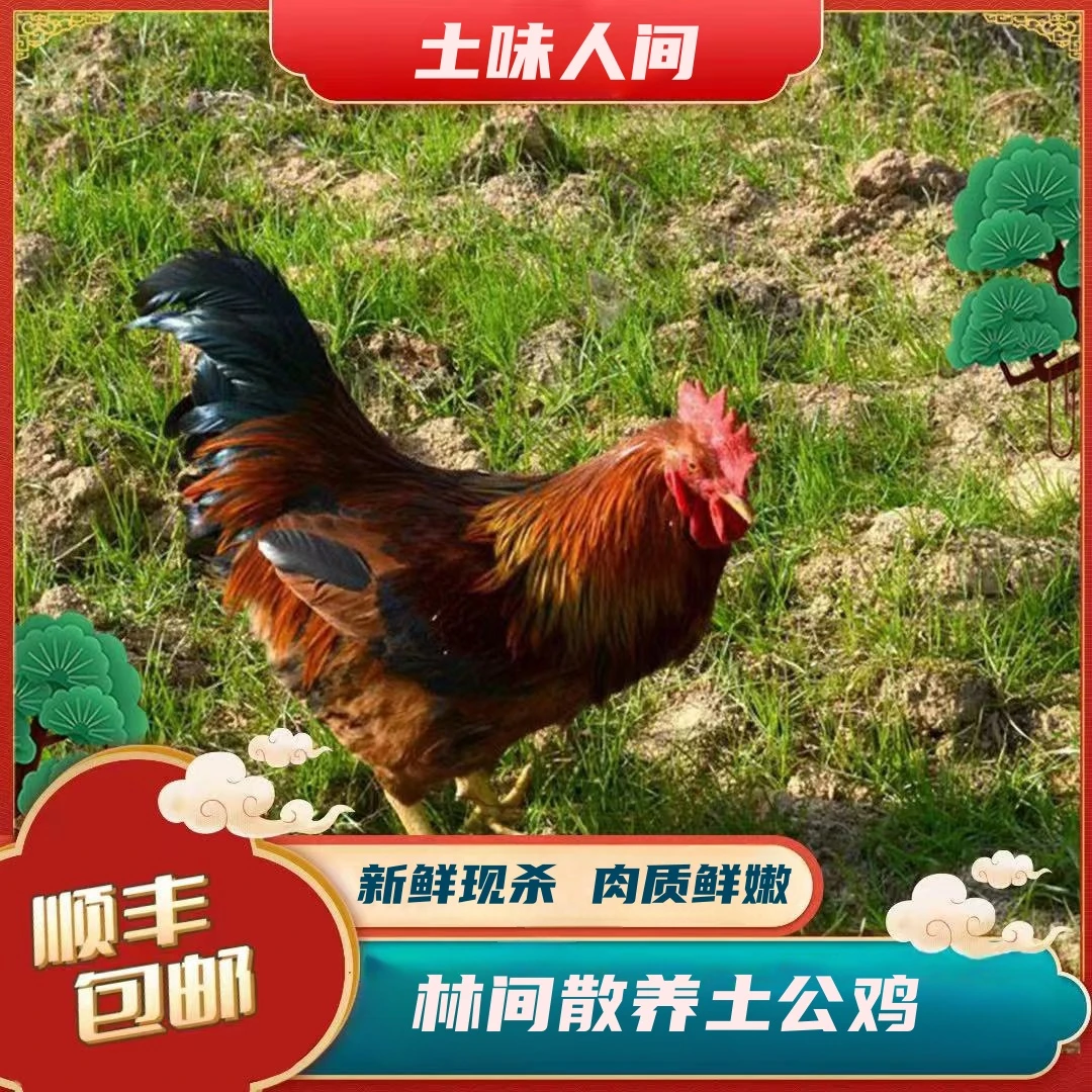 【土鸡娃】放养仔公鸡 拍一发二 净重共5斤 顺丰到家