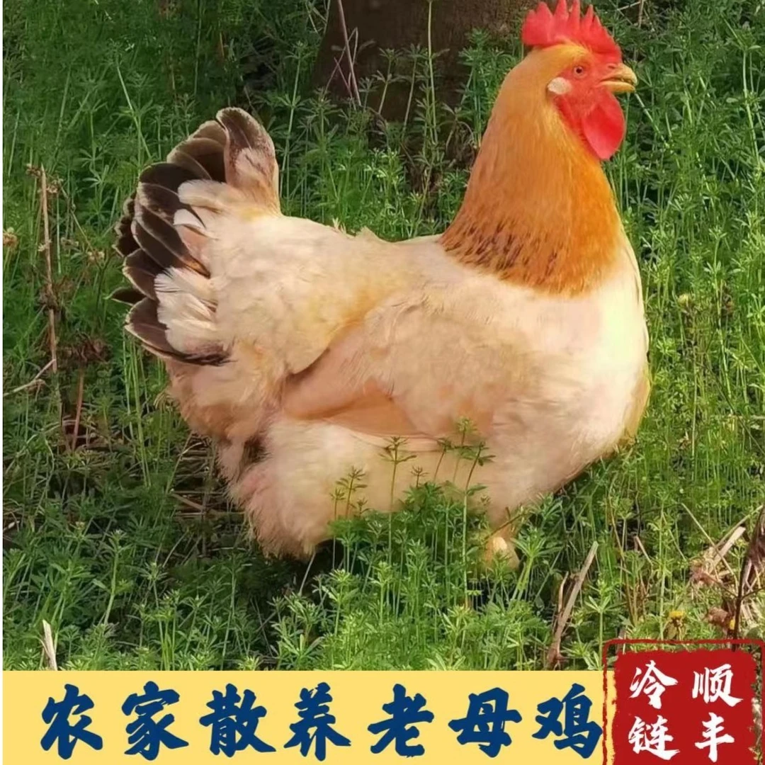 【山里人】放养黄油老母鸡   2只净重5斤 顺丰到家