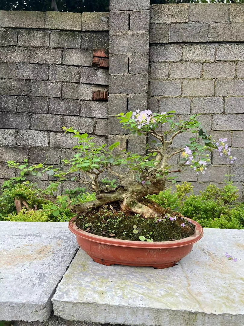 紫花紫薇又名百日红（一物一拍）盆景大棵