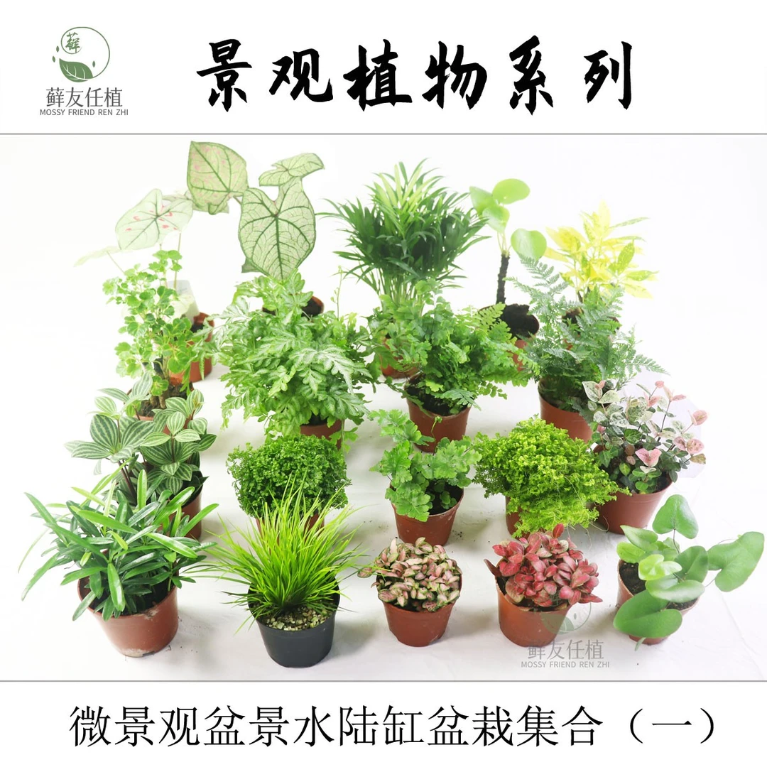 微景观水陆缸蕨类盆栽植物DIY绿地珊瑚蕨文竹狼尾蕨苔藓菖蒲紫檀