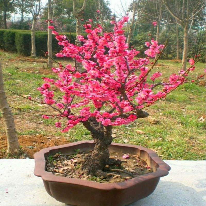 【经典品质】基地新培育老桩红梅，高端大气，花香淡雅，红红火火！