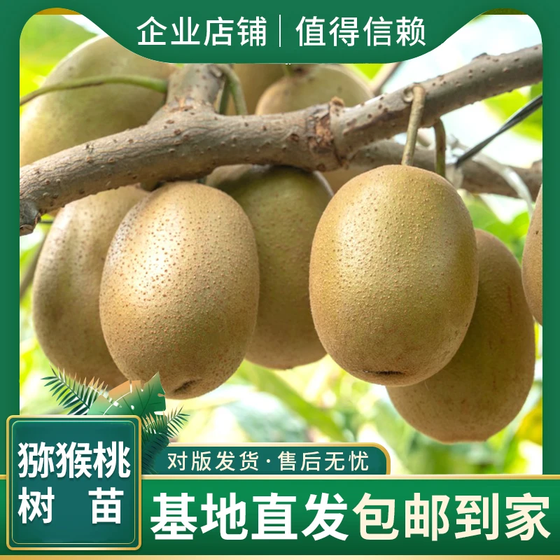 【多颗授粉均匀】新品种软枣猕猴桃树苗，地栽盆栽都可，全国现挖现发