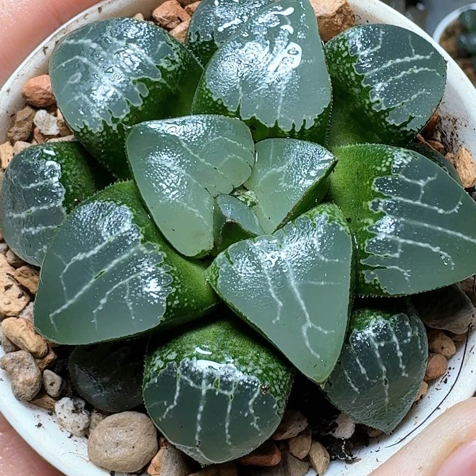月影寿玉露多肉植物[满十八发货]原盆带土玉露多肉多肉玉露系列