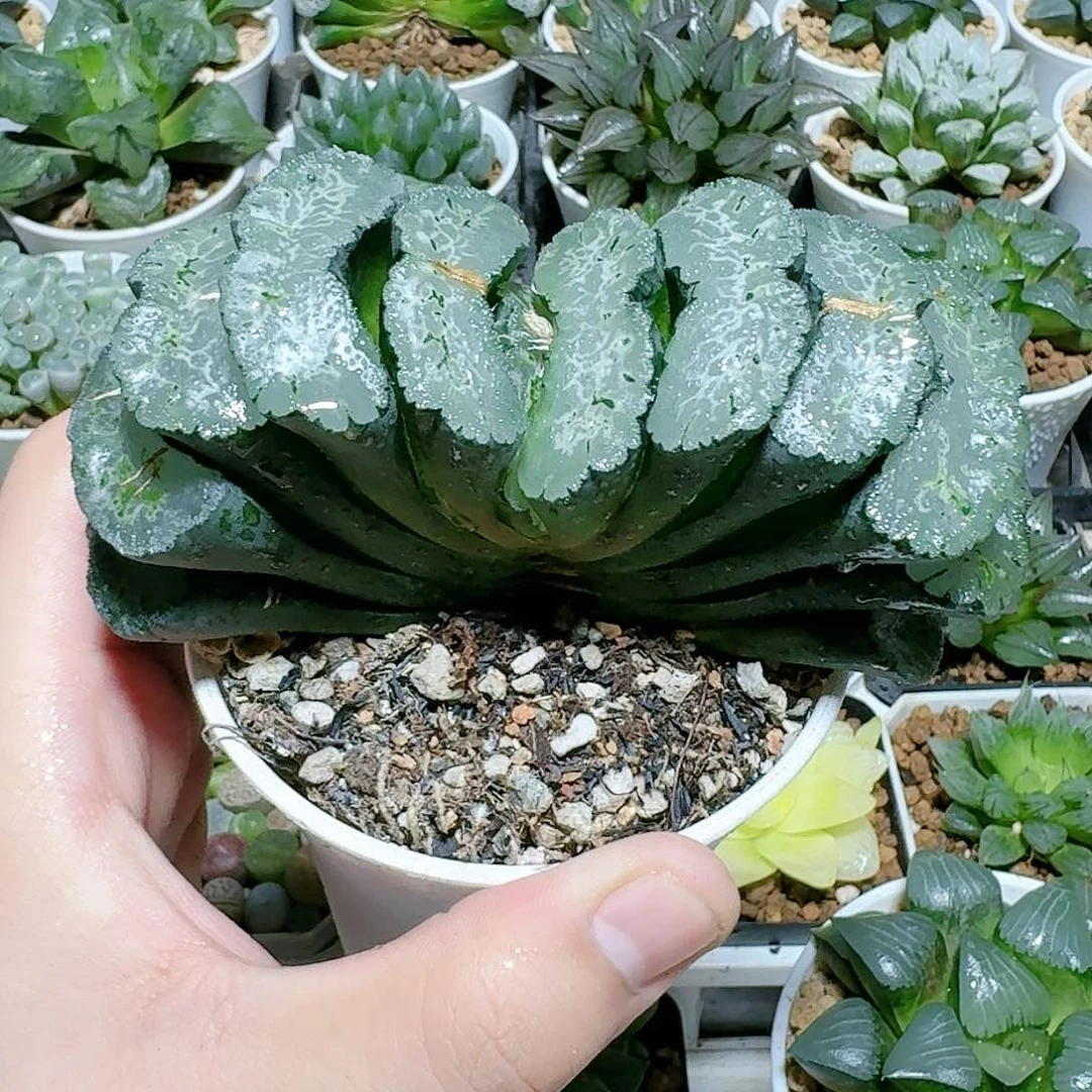 万象盆母本北斋玉扇多肉