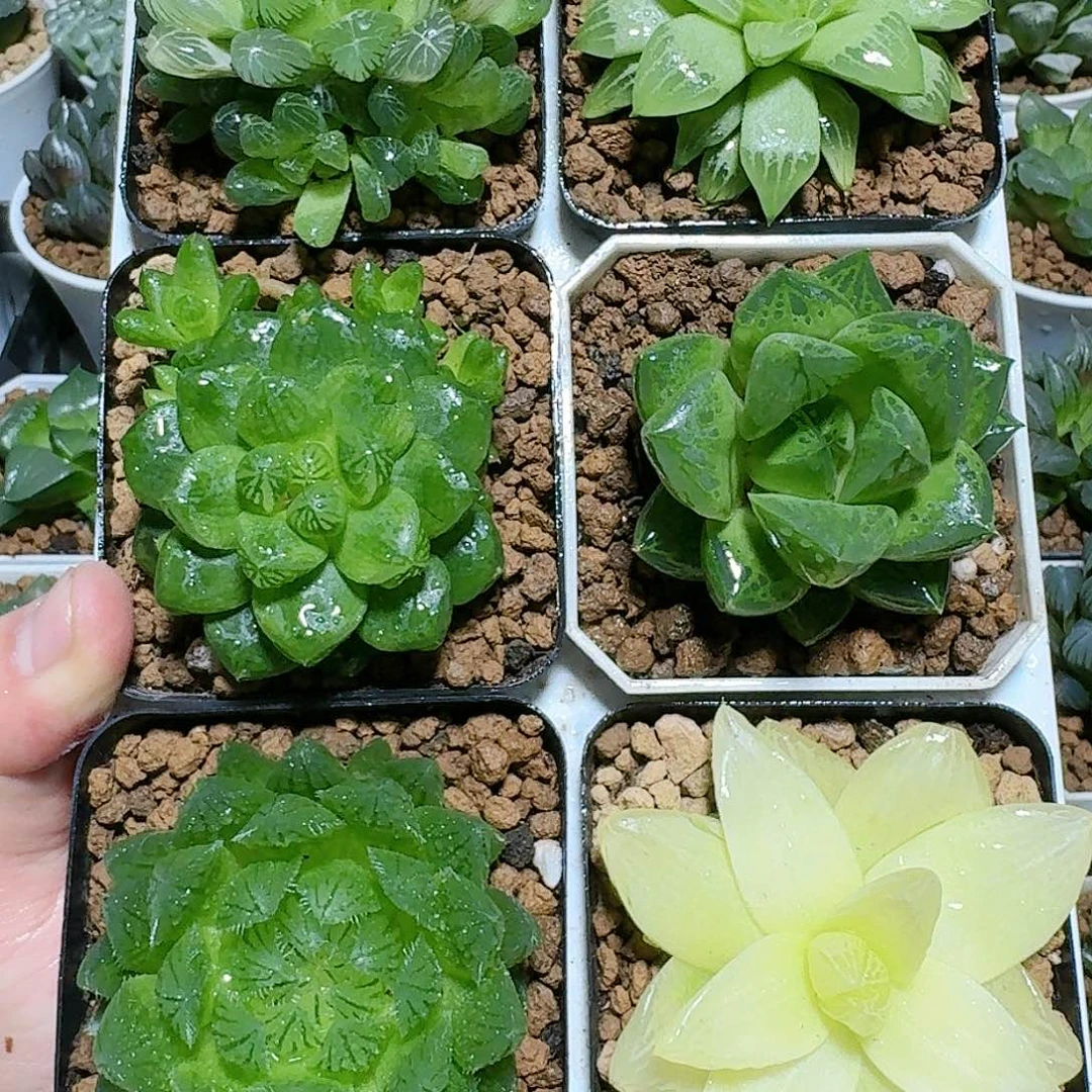 六颗福利原盆原土