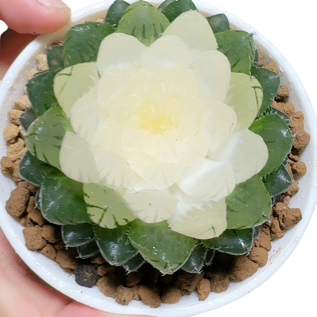 水晶宝莲灯【满十八发货】原盆带土