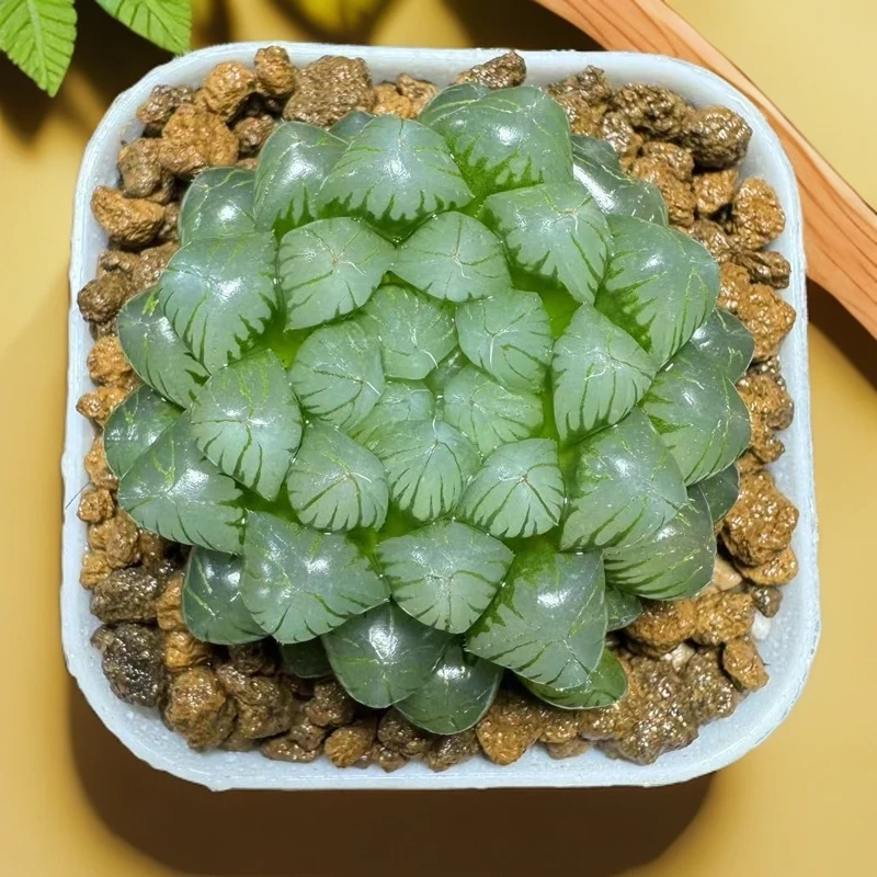 糯姬玉露 透亮款【满十八发货】原盆带土