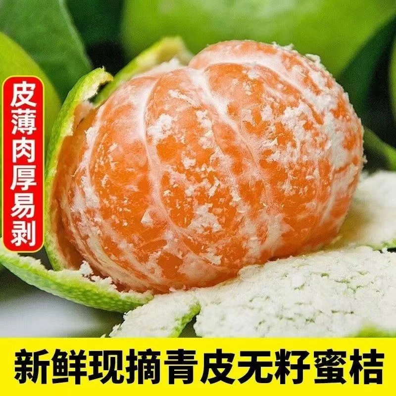 [坏果包赔]四川高山青皮无籽蜜桔新鲜采摘现货现发酸甜爽口香甜