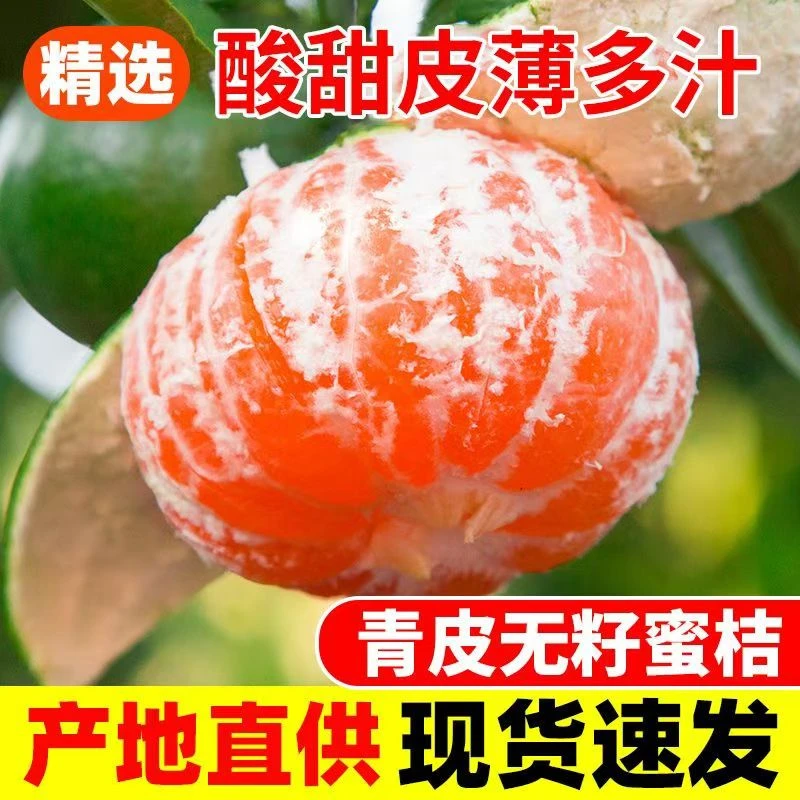 [坏果包赔]四川高山青皮无籽蜜桔新鲜采摘桔子水果酸甜爽口橘子