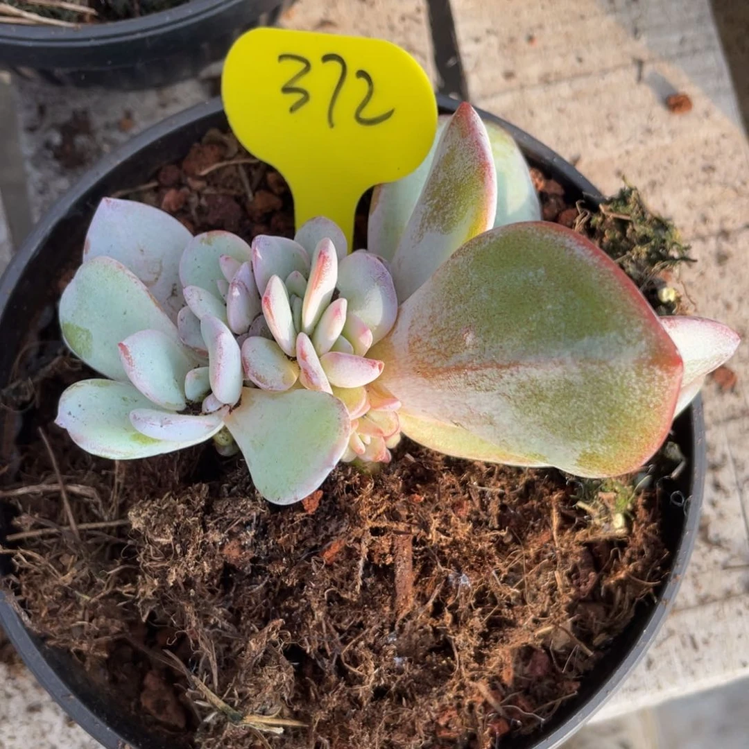 奶茶群生一个372