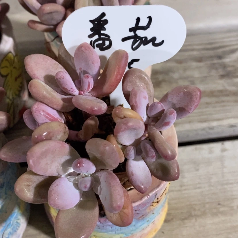 【闪购商品】西****样粉兔