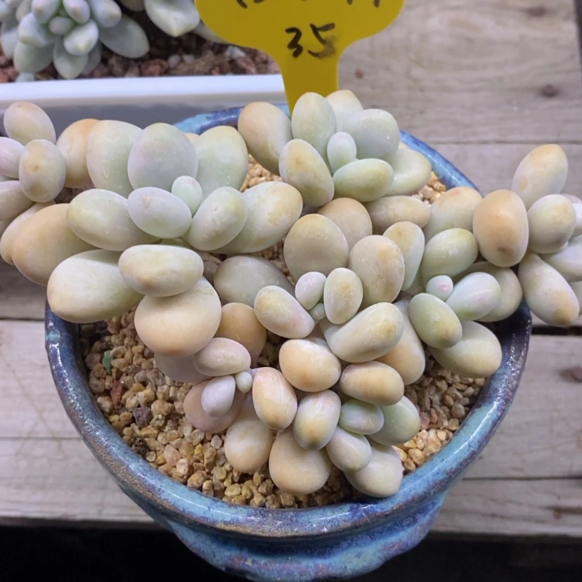 【闪购商品】西****样桃蛋