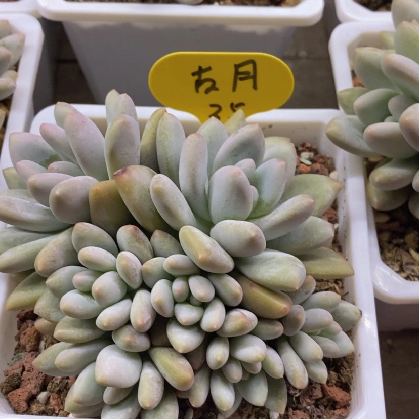 【闪购商品】古*香水