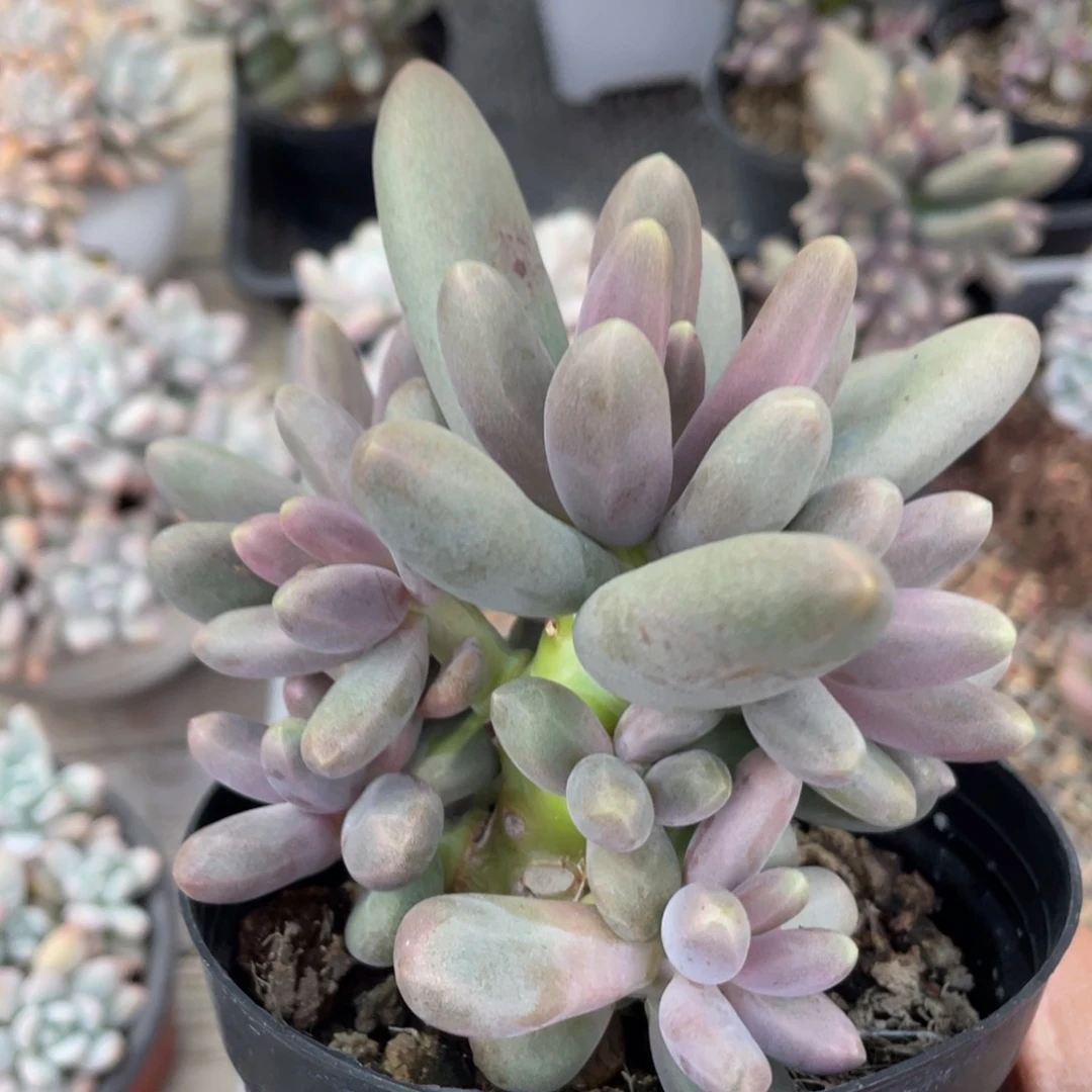 糖果美人小树群生129