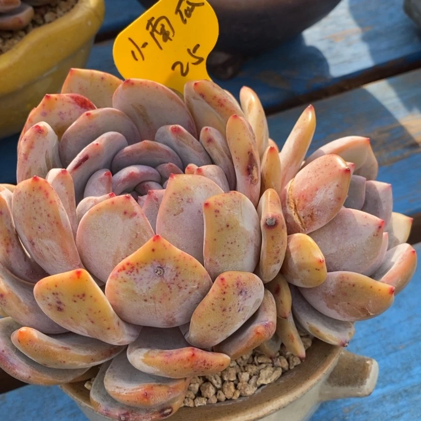 【闪购商品】?****?雪之魄