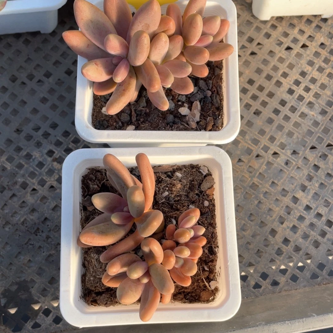 糖果美人两个一组455