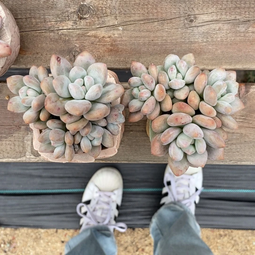 多肉奶酪香水两颗一组02