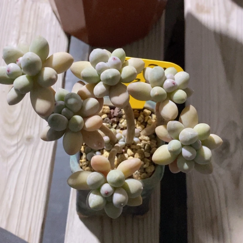 【闪购商品】包**1汤圆