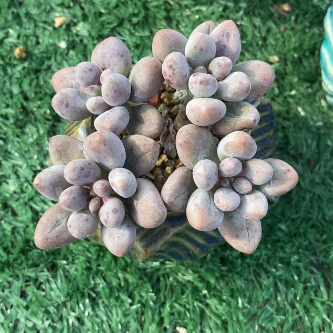 多肉四头糖豆小老桩