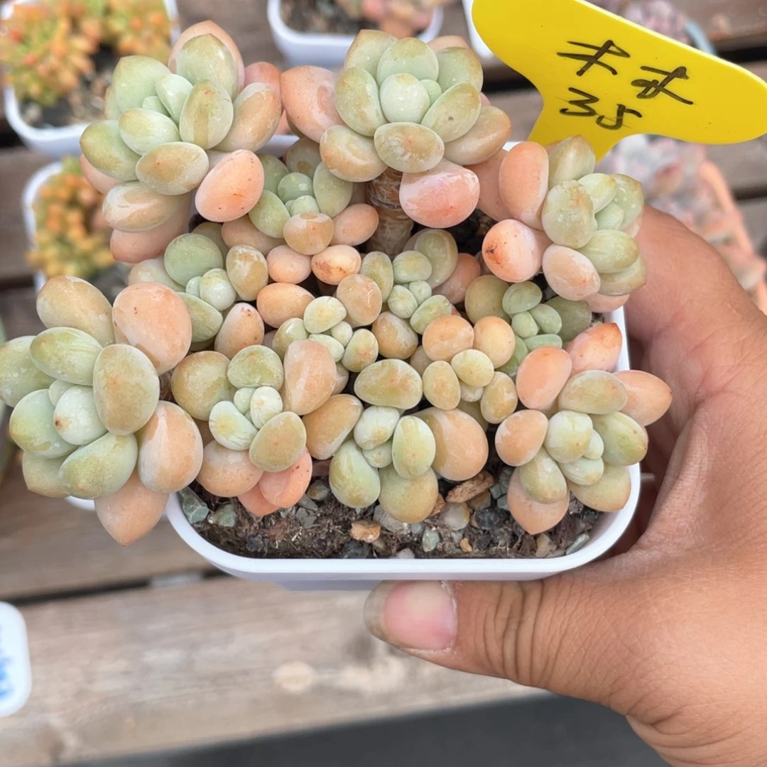 木**习香水洛神一个35