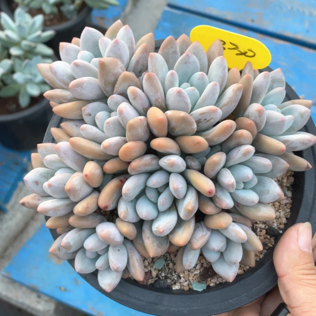 香水群生一个无砍330