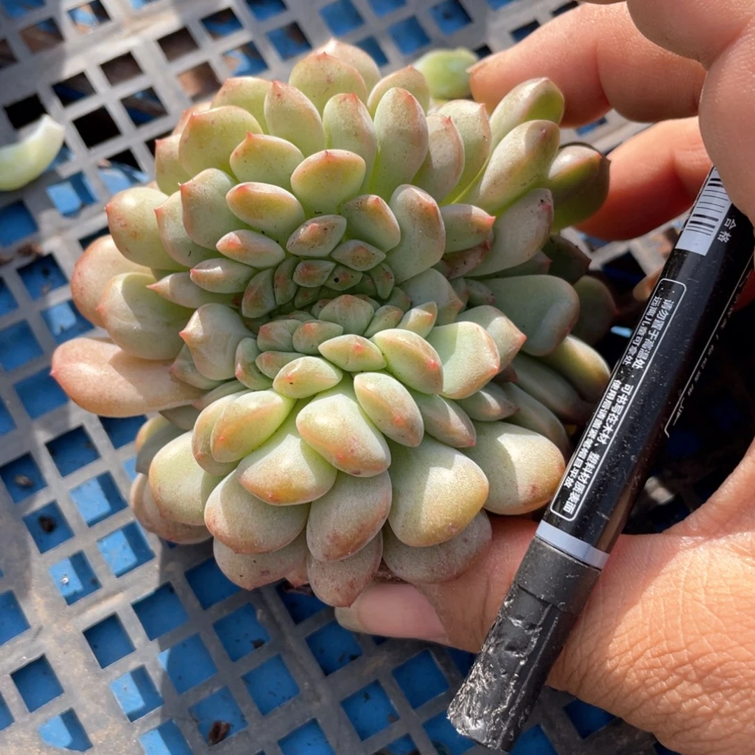 琥珀冰魄缀化516