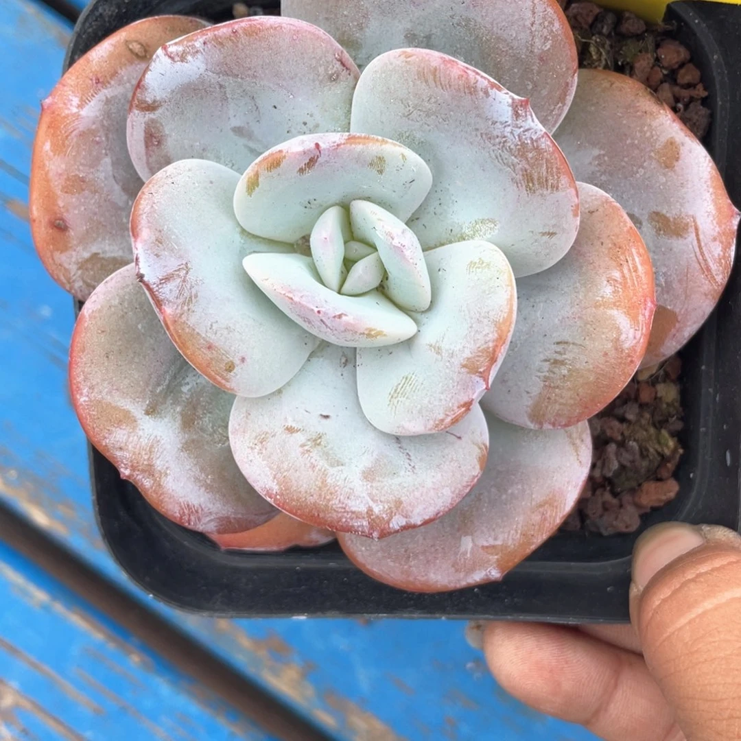 抹茶一个单头213