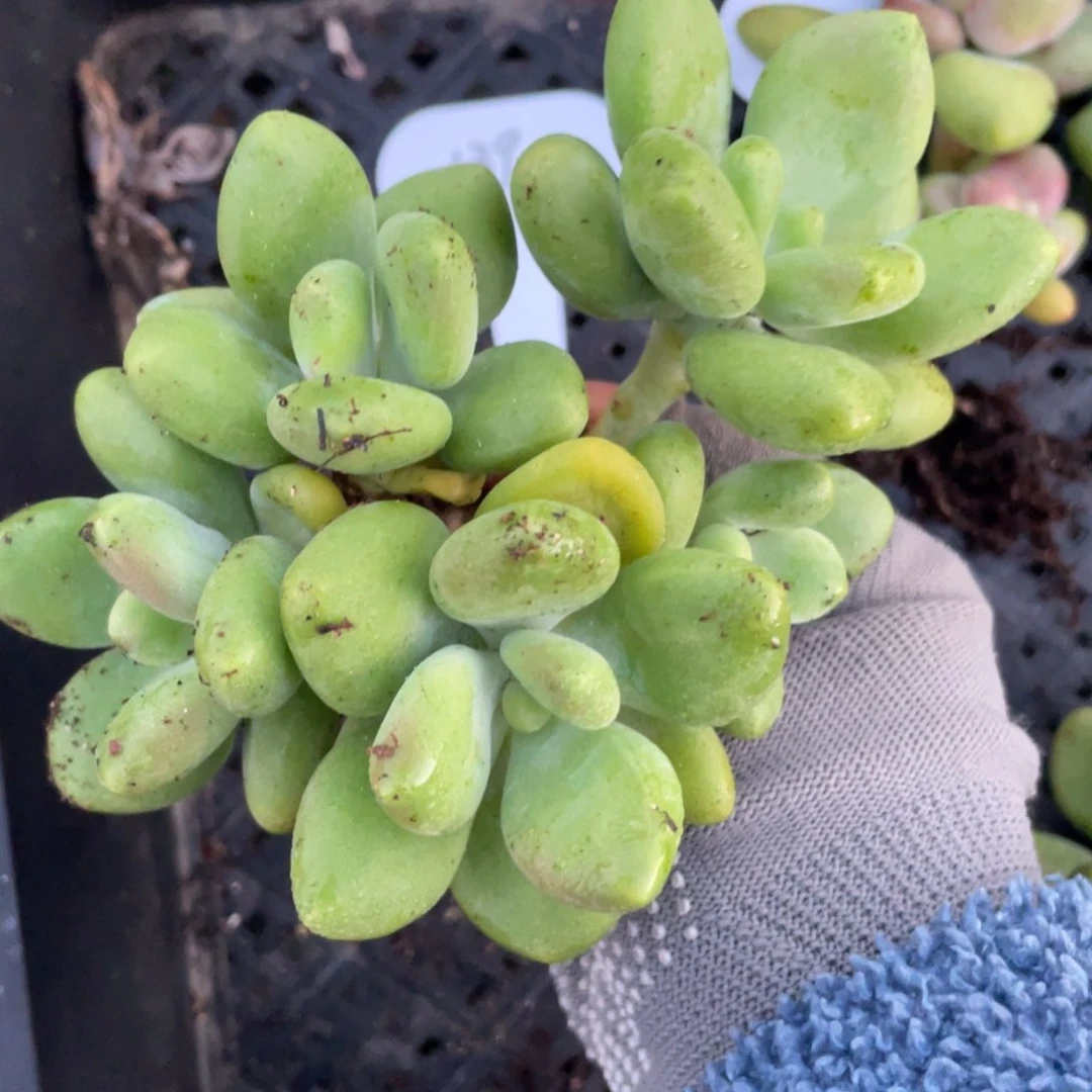 芒果奶群生一个139