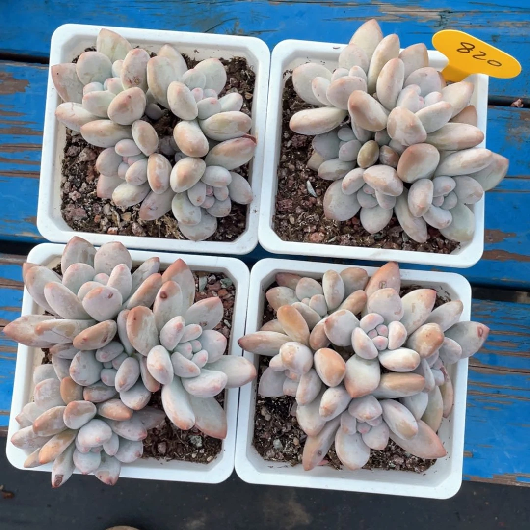 奶酪体香水四个一组820