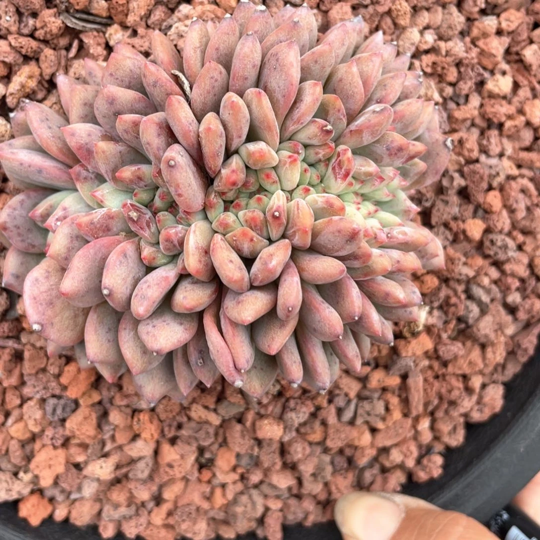 糖*尔爱丽儿缀化一个712