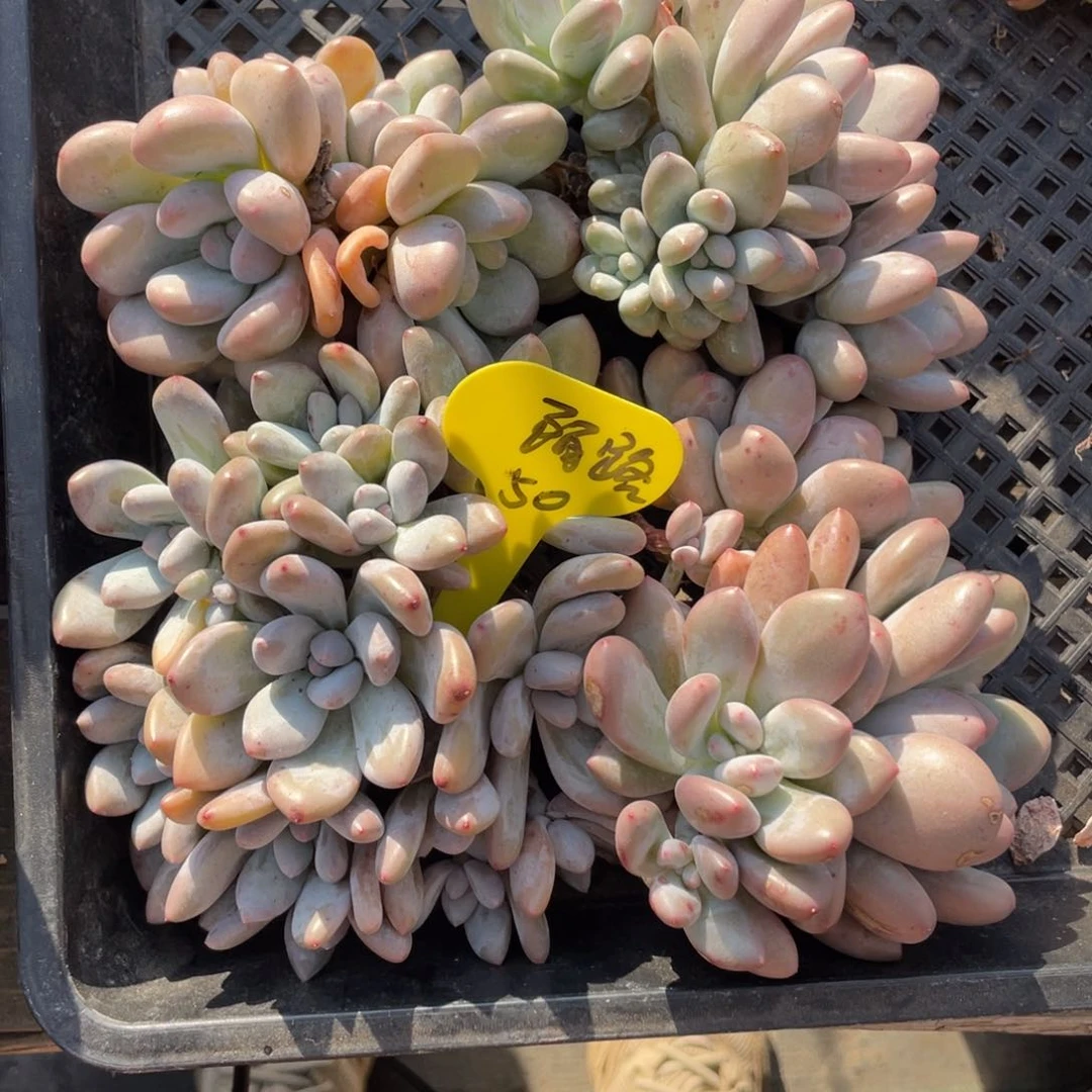 陌**华二婚香水四个一组50