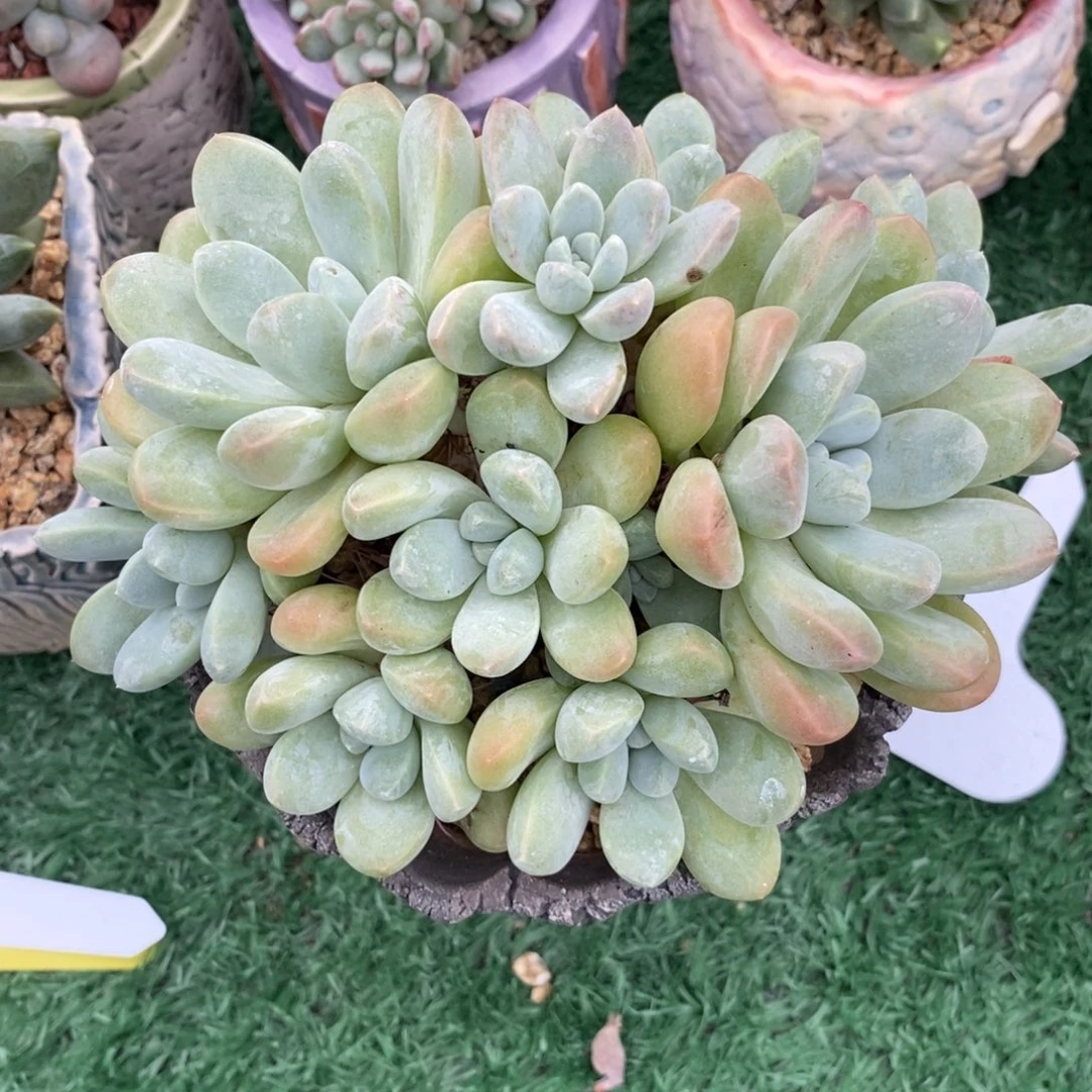 多肉香玉整群手捧