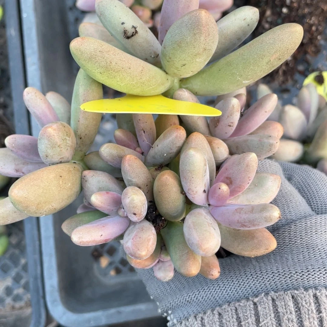 ?糖果美人群生一个115