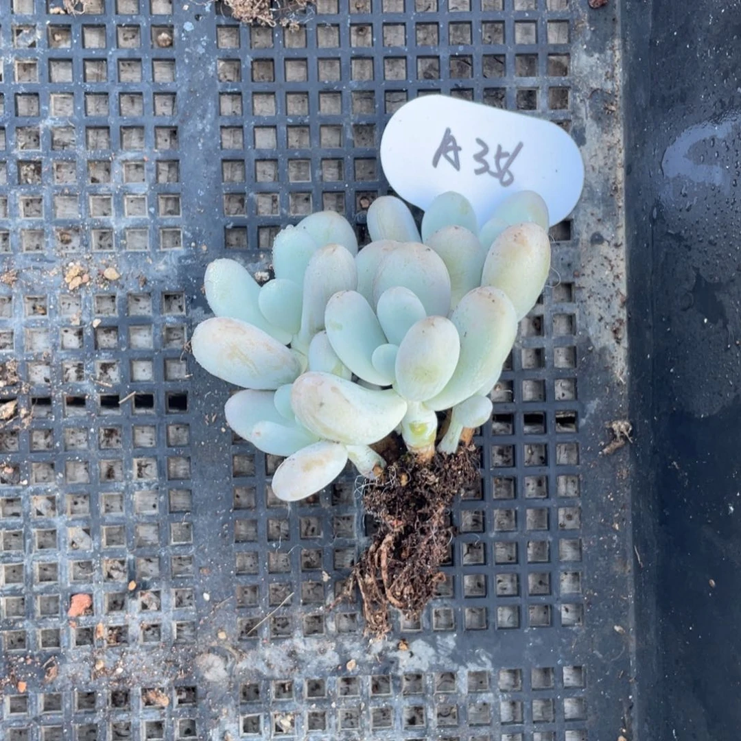 米可奶杂群生一个356