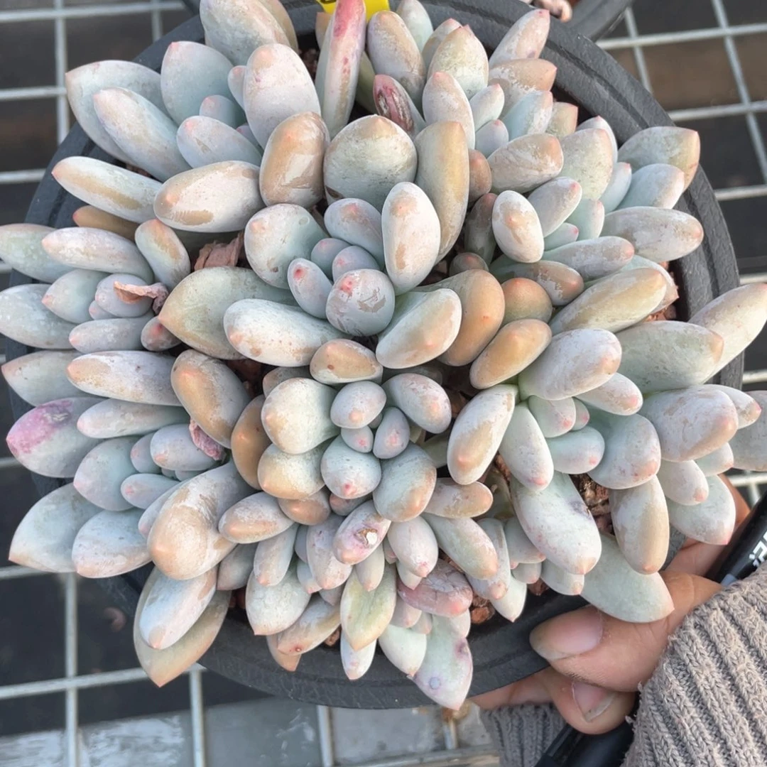 乐**乖阿黎寄养出香水58