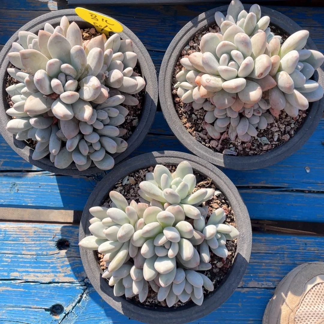 马****2奶酪体香水三个一组50