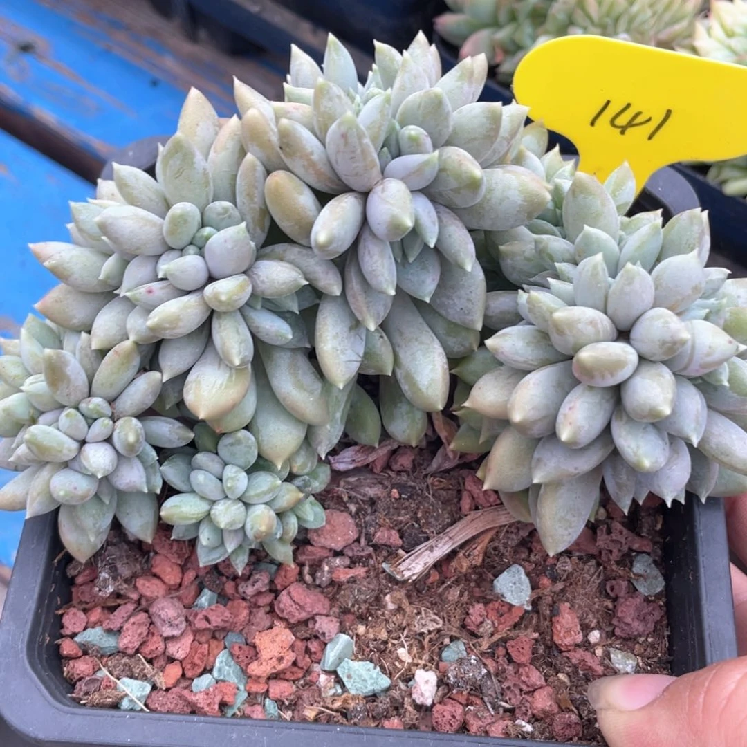 胖美人缀化一个瑕疵141