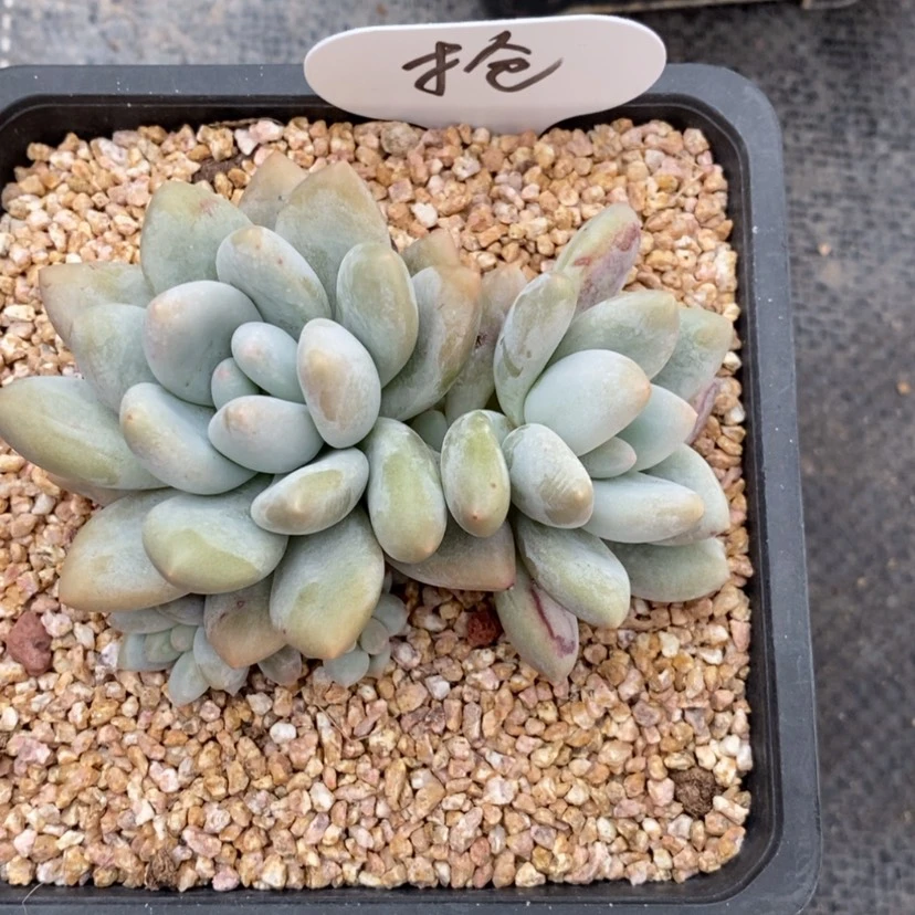【闪购商品】抢香水