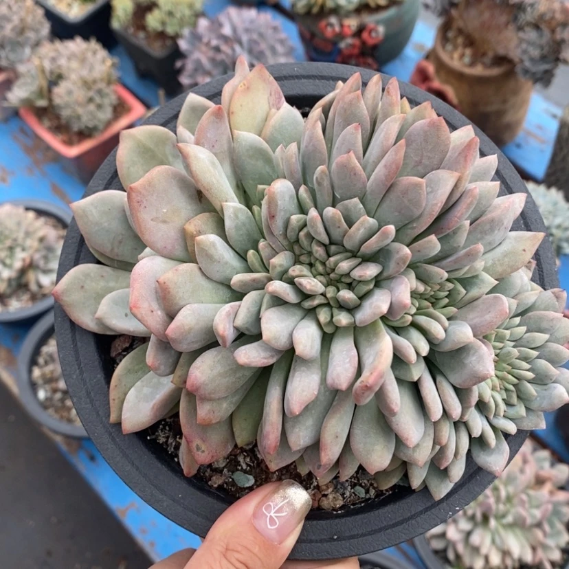 【闪购商品】爱丽儿啦啦啦啦啦啦