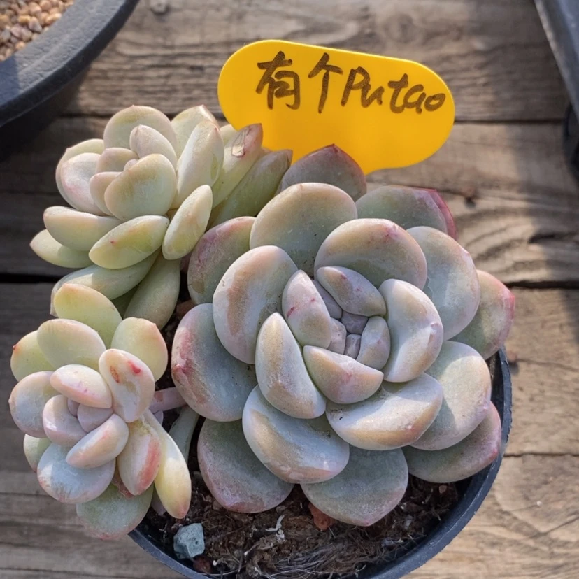 【闪购商品】有***粒冰玉