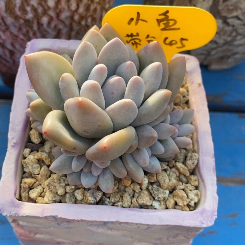 【闪购商品】小**乖香水带盆